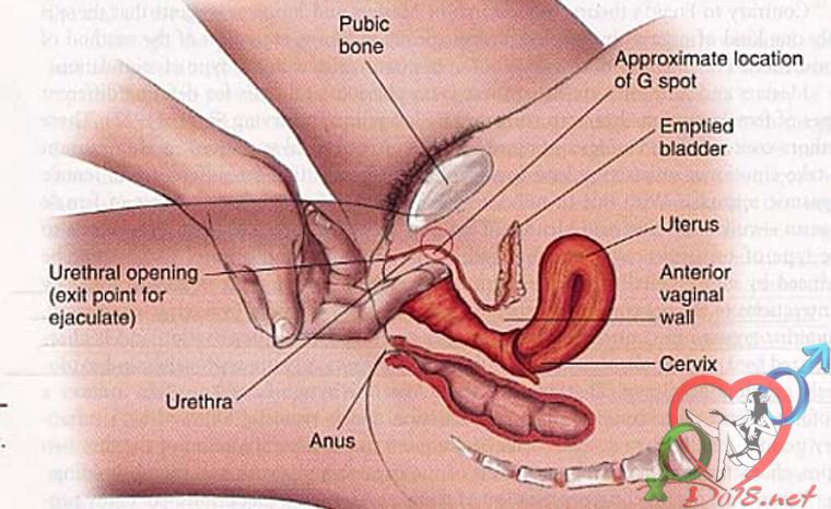 10 vùng nhạy cảm của phụ nữ trong đó điểm G rất quan trọng