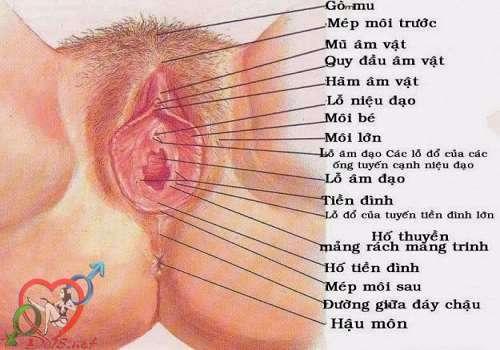 Cấu tạo của lồn phụ nữ
