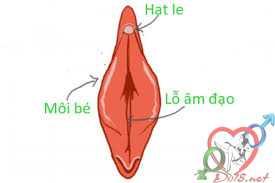 hot-le-la-gi-tuyet-chieu-kich-thich-hot-le-cua-con-gai-5 Hột le là gì? Tuyệt chiêu kích thích hột le của con gái