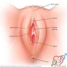 hot-le-la-gi-tuyet-chieu-kich-thich-hot-le-cua-con-gai-9 hột le là một cơ quan sinh dục nữ