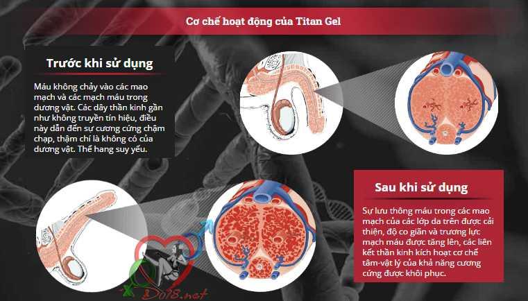 Cấu tạo của dương vật đàn ông